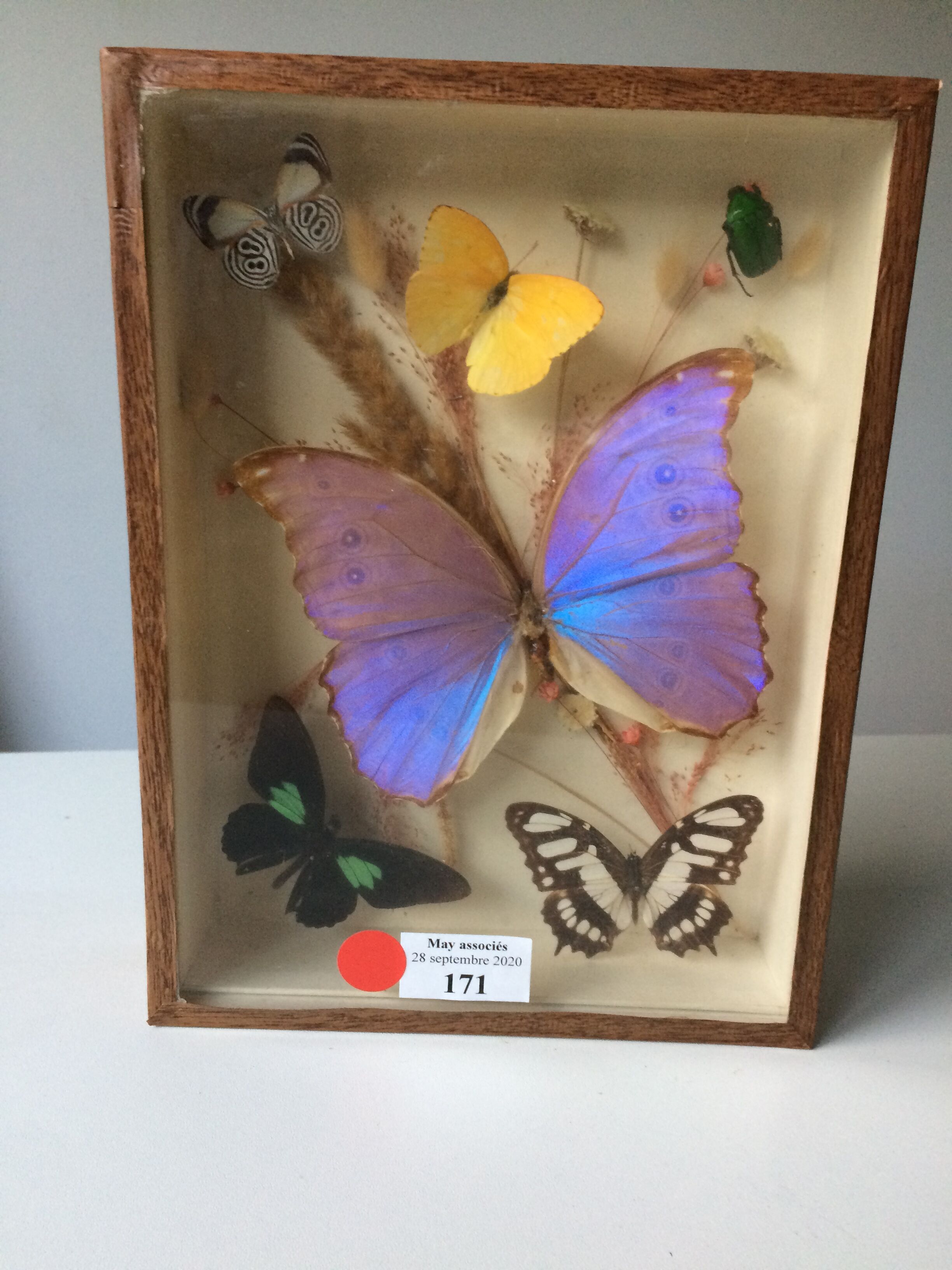Butterfly frame taxidermy
