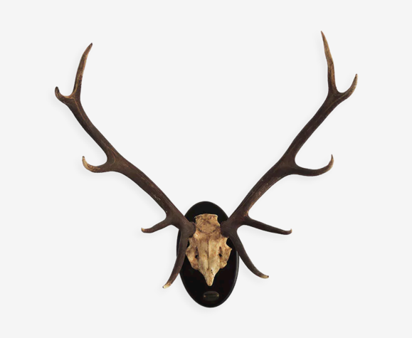 Ancien massacre, crâne de cerf naturalisé xl