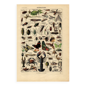 Old engraving from 1923 - Arthropods - Illustration, zoological plate
