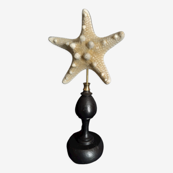 Cabinet of Curiosities starfish protoreaster nodosus on pedestal