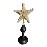 Cabinet of Curiosities starfish protoreaster nodosus on pedestal