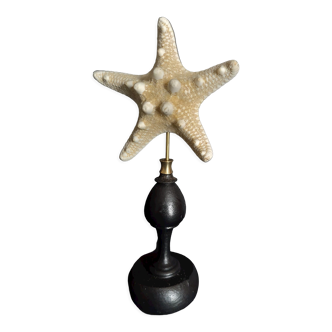 Cabinet de Curiosités étoile de mer protoreaster nodosus sur socle