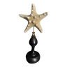 Cabinet of Curiosities starfish protoreaster nodosus on pedestal