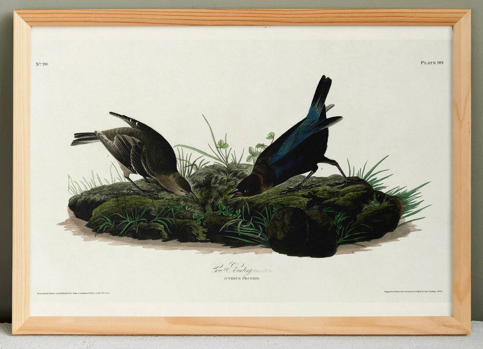 Poster about the Brown-headed Cowherd, based on an old engraving from 1827.