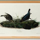 Poster about the Brown-headed Cowherd, based on an old engraving from 1827.