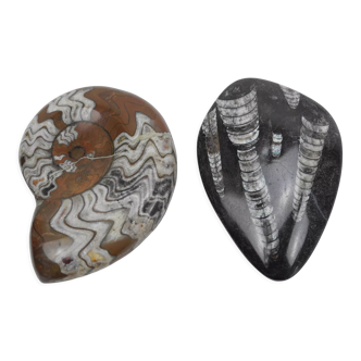 Two polished ammonite orthoceras fossils