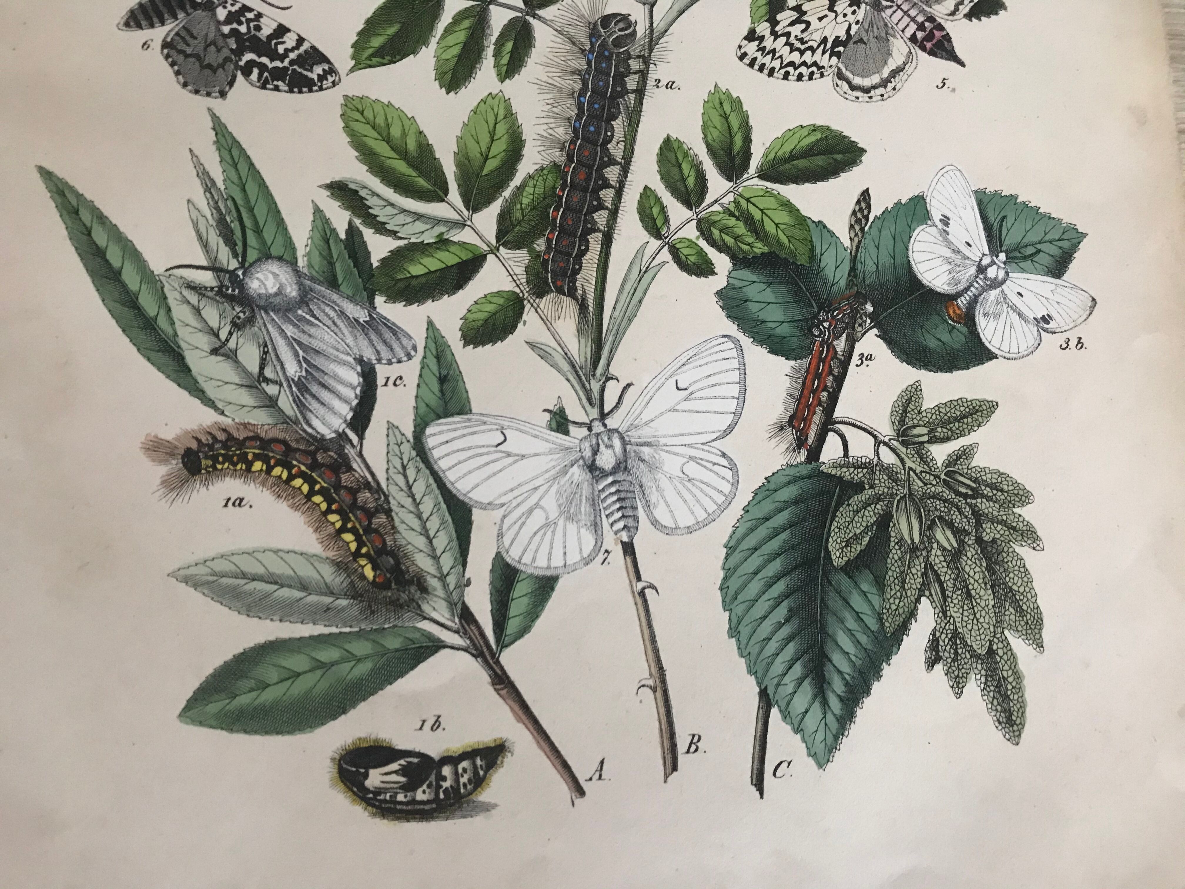 Flower and butterfly boards 1876