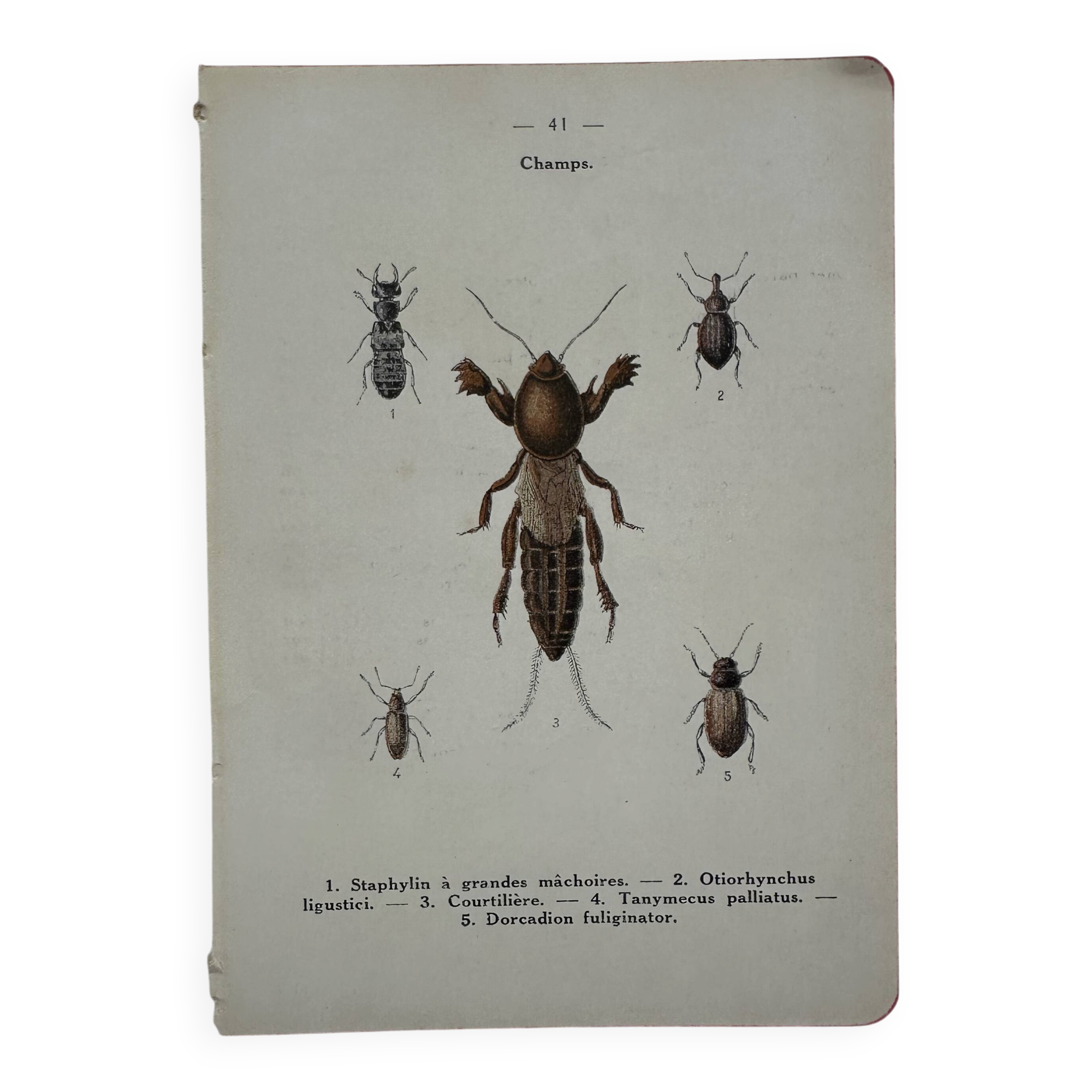 Gravure naturaliste ancienne planche botanique insecte papillon