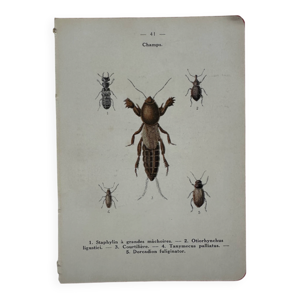 Gravure naturaliste ancienne planche botanique insecte papillon