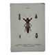 Gravure naturaliste ancienne planche botanique insecte papillon