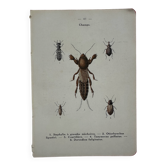 Gravure naturaliste ancienne planche botanique insecte papillon