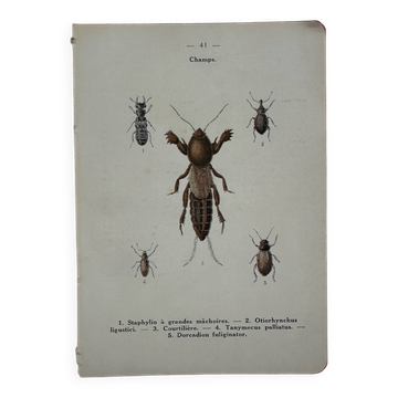 Old naturalist engraving botanical plate insect butterfly