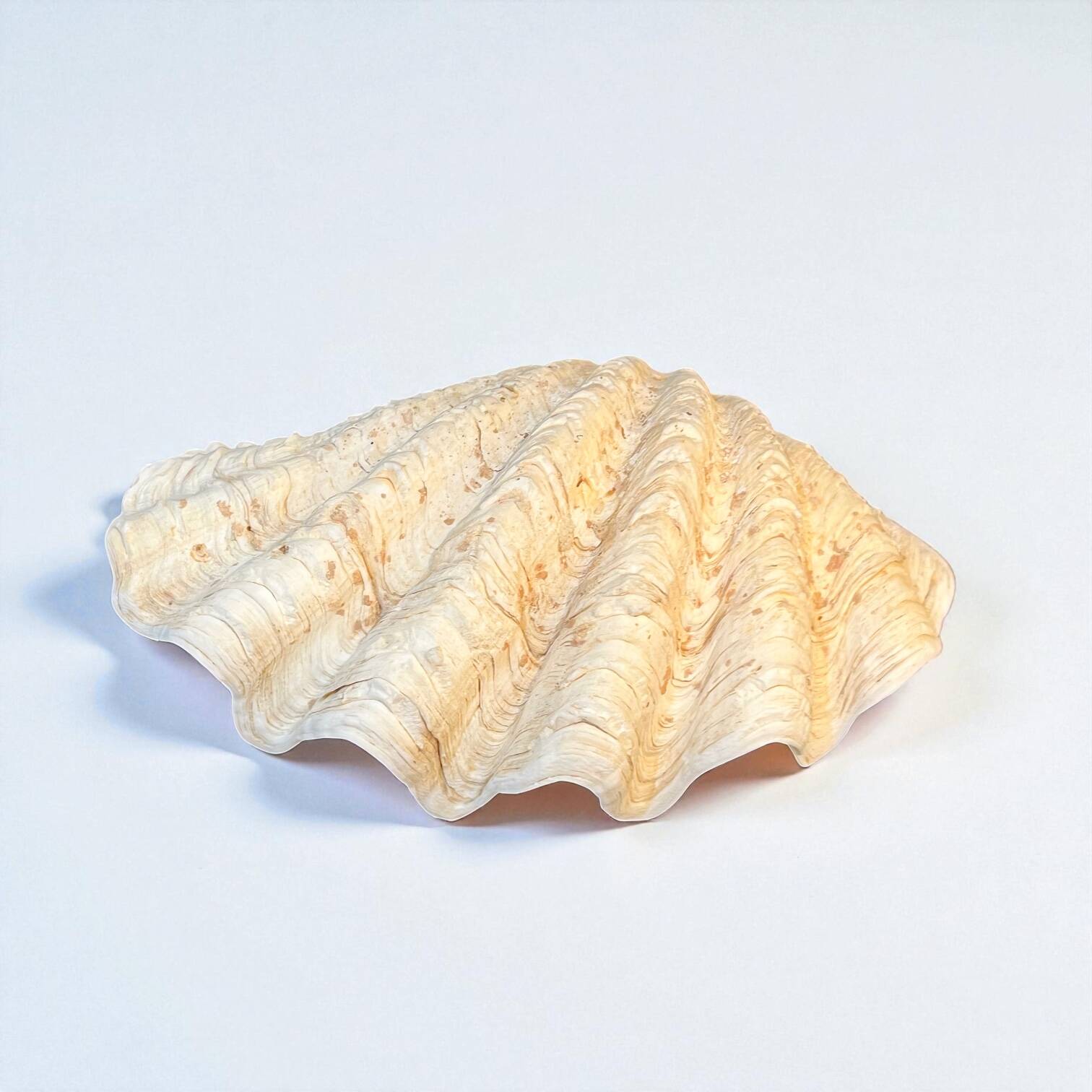 large natural Tridacna clam shell pocket emptier from the 70s