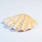 large natural Tridacna clam shell pocket emptier from the 70s