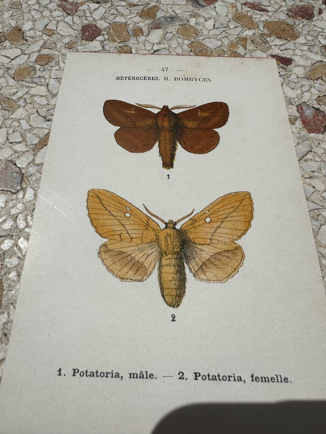 Botanical plate engraving naturalizes old old butterfly 1903