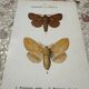 Botanical plate engraving naturalizes old old butterfly 1903