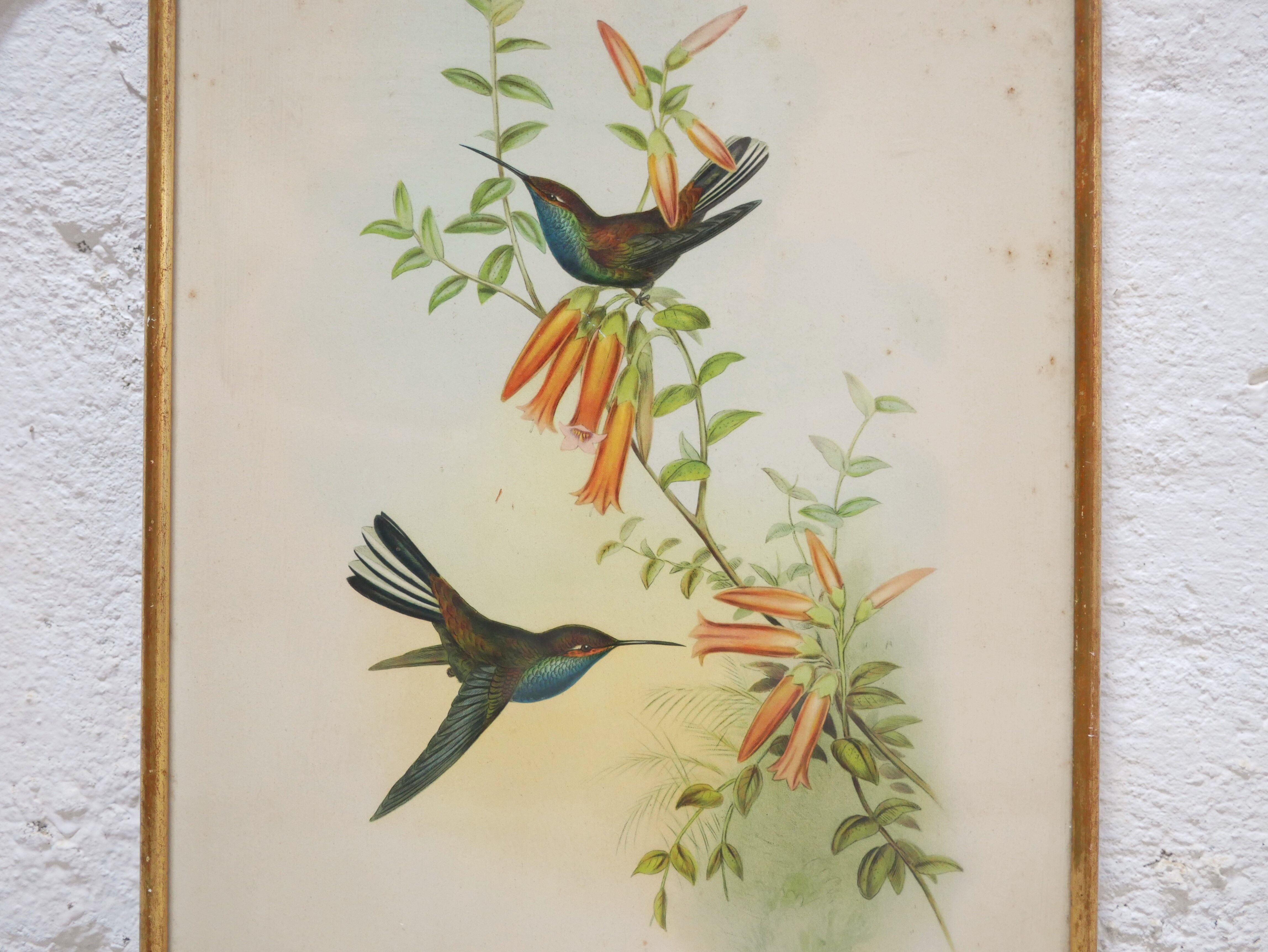 Vintage bird lithograph by J. Gould and H-C Richter