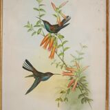 Vintage bird lithograph by J. Gould and H-C Richter