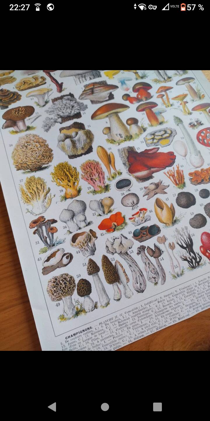 Lithographie affiche planche ancienne botanique champignons Larousse
