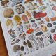 Lithographie affiche planche ancienne botanique champignons Larousse