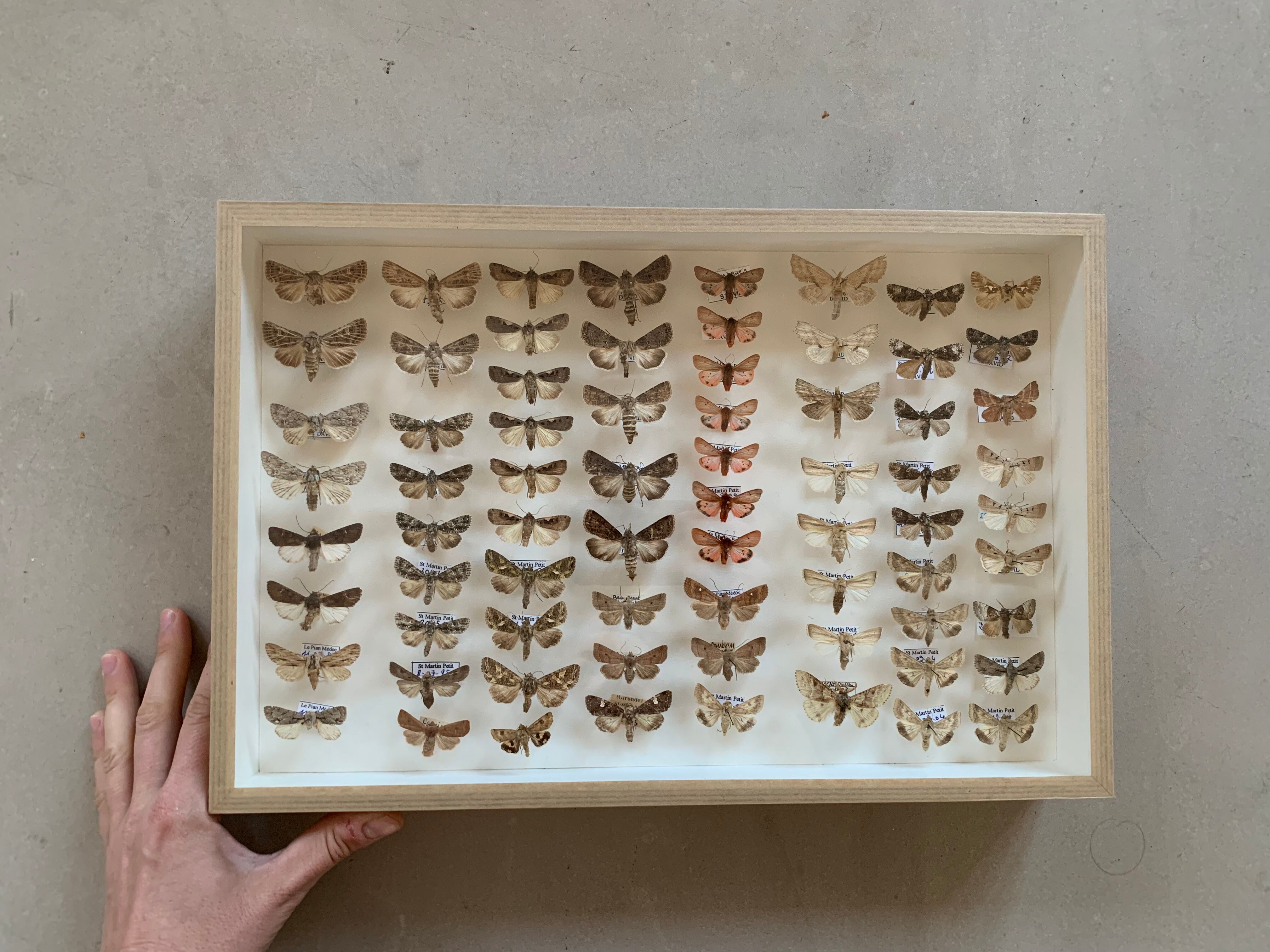 Butterfly frame stuffed under glass