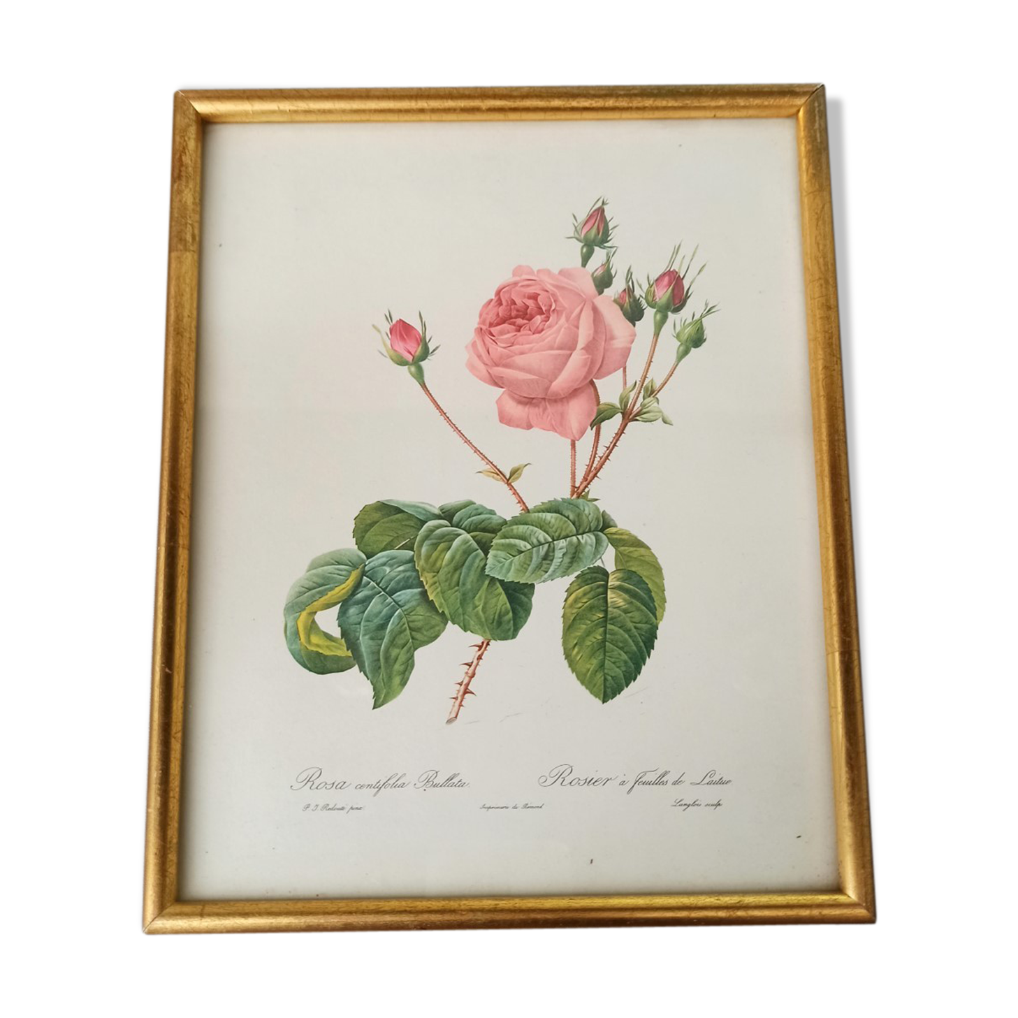 Botanical board Pj Redoute