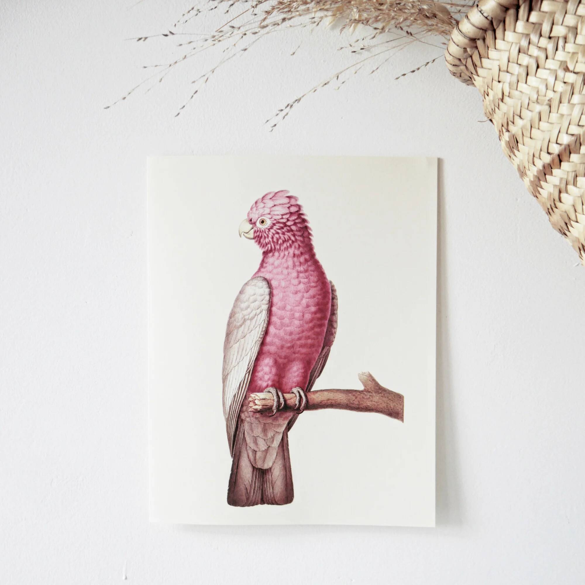 Plates of the bestiary from the Natural History Museum: Rose-breasted Cockatoos.