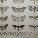 Old engraving of Butterflies - Lithograph from 1887 - Corticea - Original vintage illustration