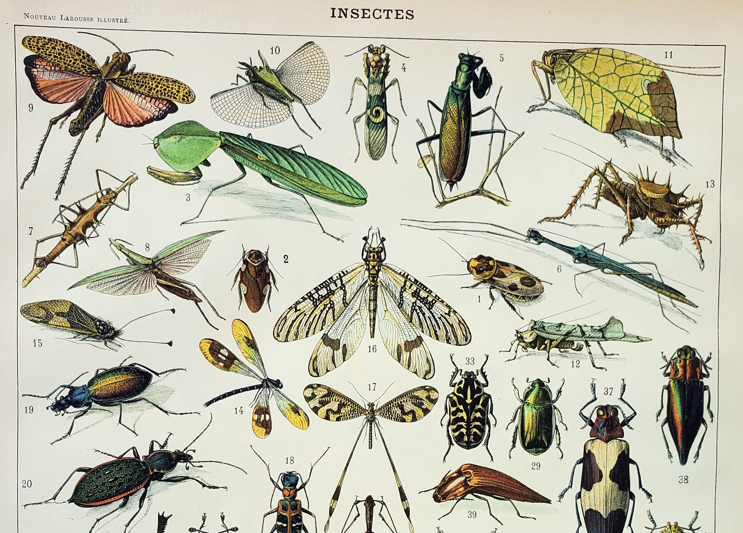 Engraving • Insects, entomology 1 • Original and vintage poster from 1898