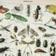 Engraving • Insects, entomology 1 • Original and vintage poster from 1898
