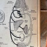 Old school map Anatomy