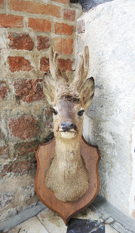 Former hunting trophy