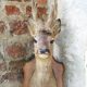 Former hunting trophy