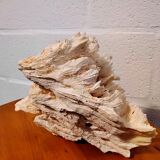 White coral