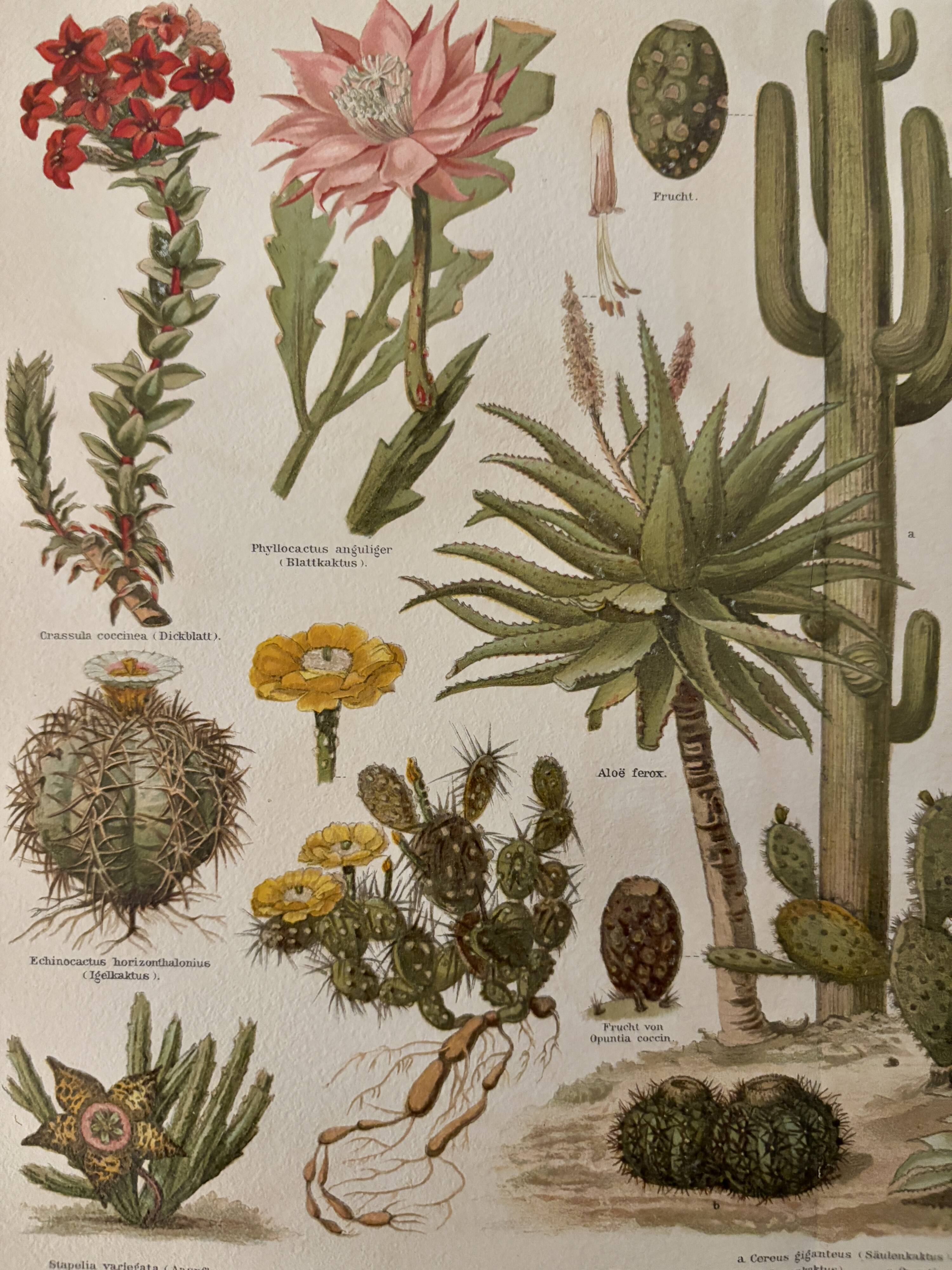 Lithographie gravure sur les cactus et plantes grasses, 1890