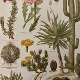 Lithographie gravure sur les cactus et plantes grasses, 1890