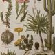 Lithograph engraving of cacti and succulents – 1890