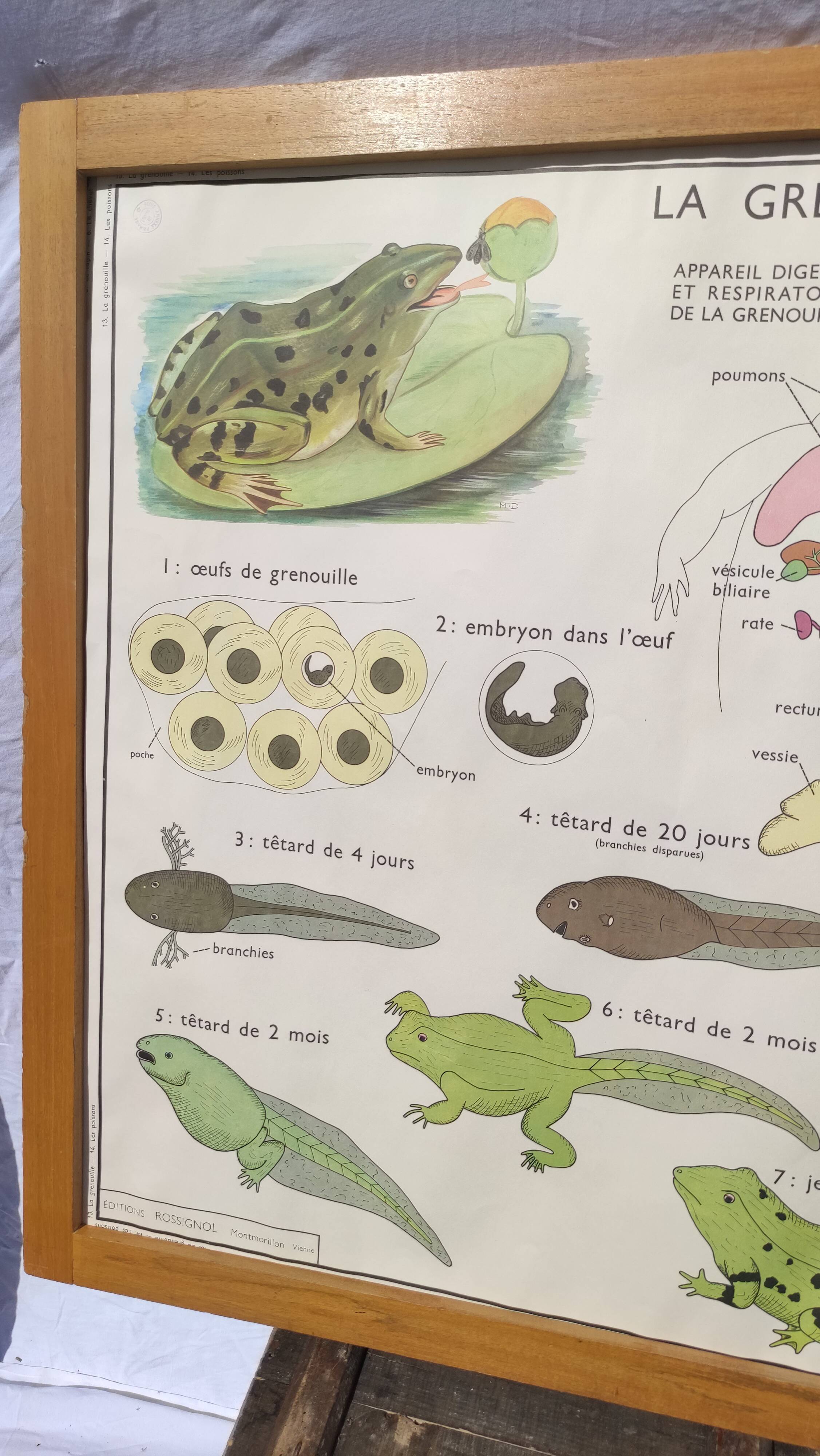 Educational poster of school frog and perch