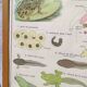 Educational poster of school frog and perch