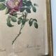 Vintage frame botanical illustration "Rosier d'amour" by Redouté