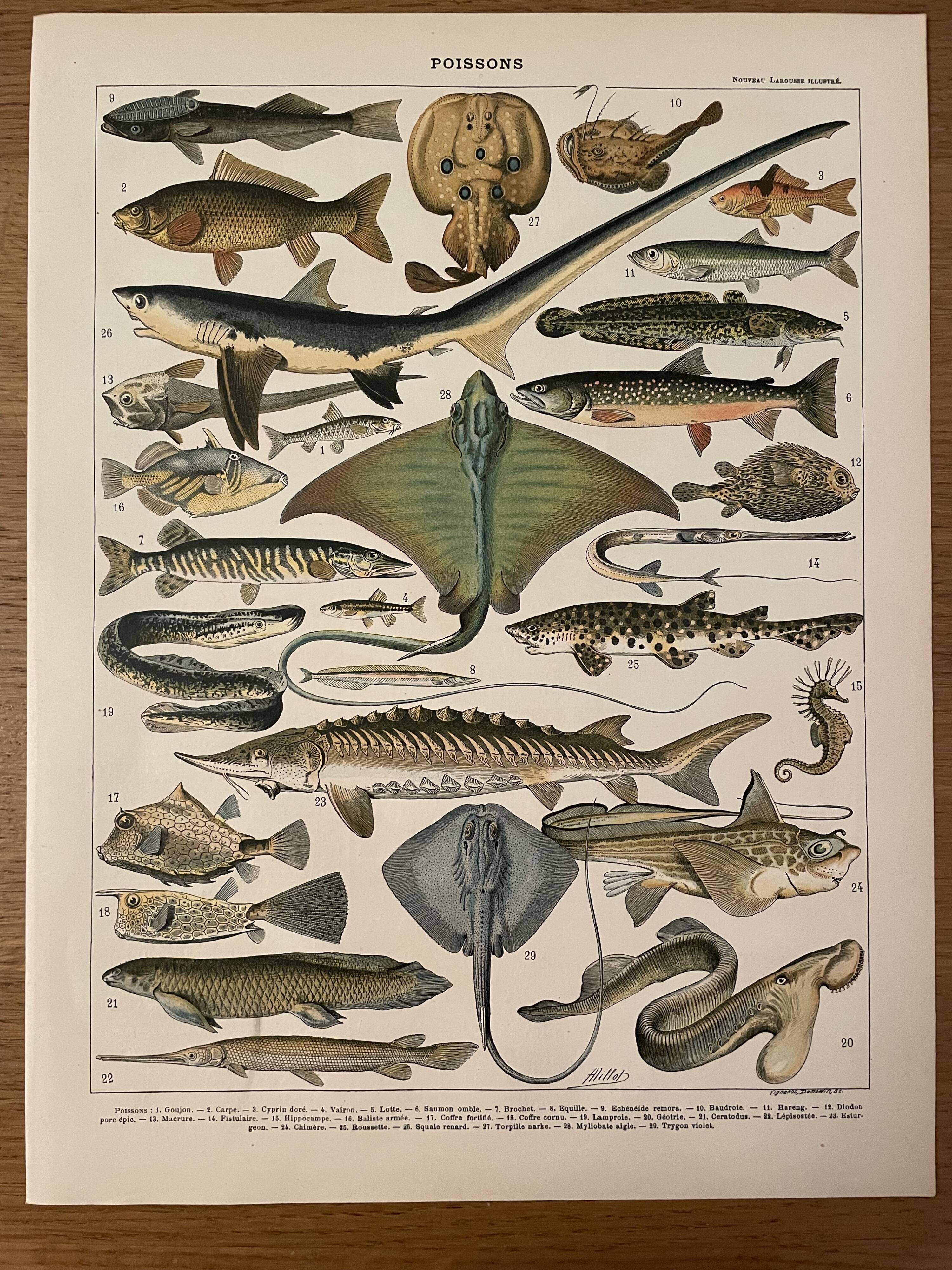 Lithograph engraving fish from 1897