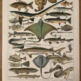 Lithographie gravure poissons de 1897