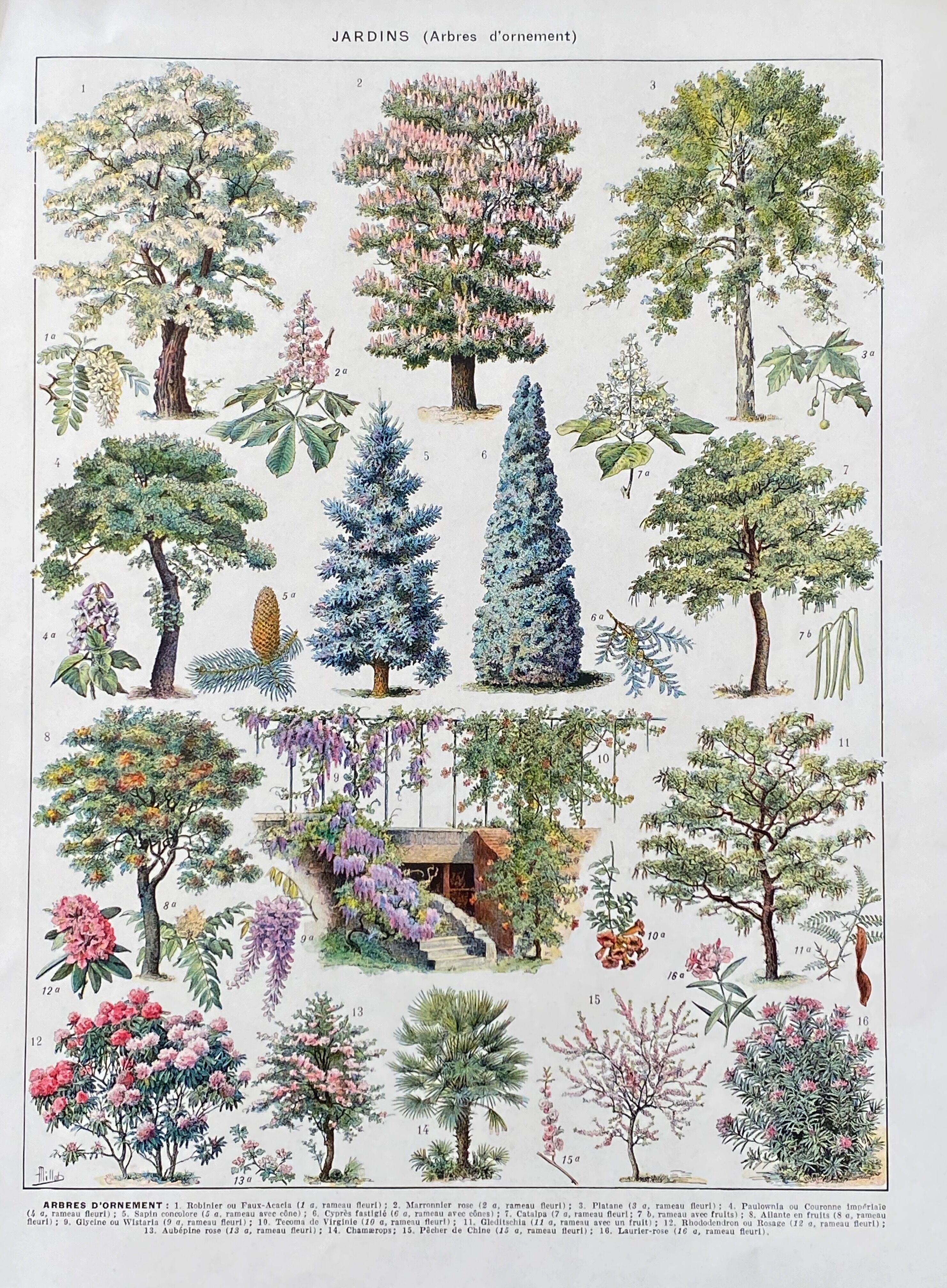Illustration Millot "Gardens (ornamental trees)"