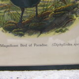 "Exotic birds" setting
