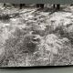 Photographie argentique Bernard Darot Parterre de fougères XXe