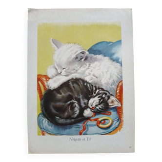 Zoological poster 2 sleeping kittens