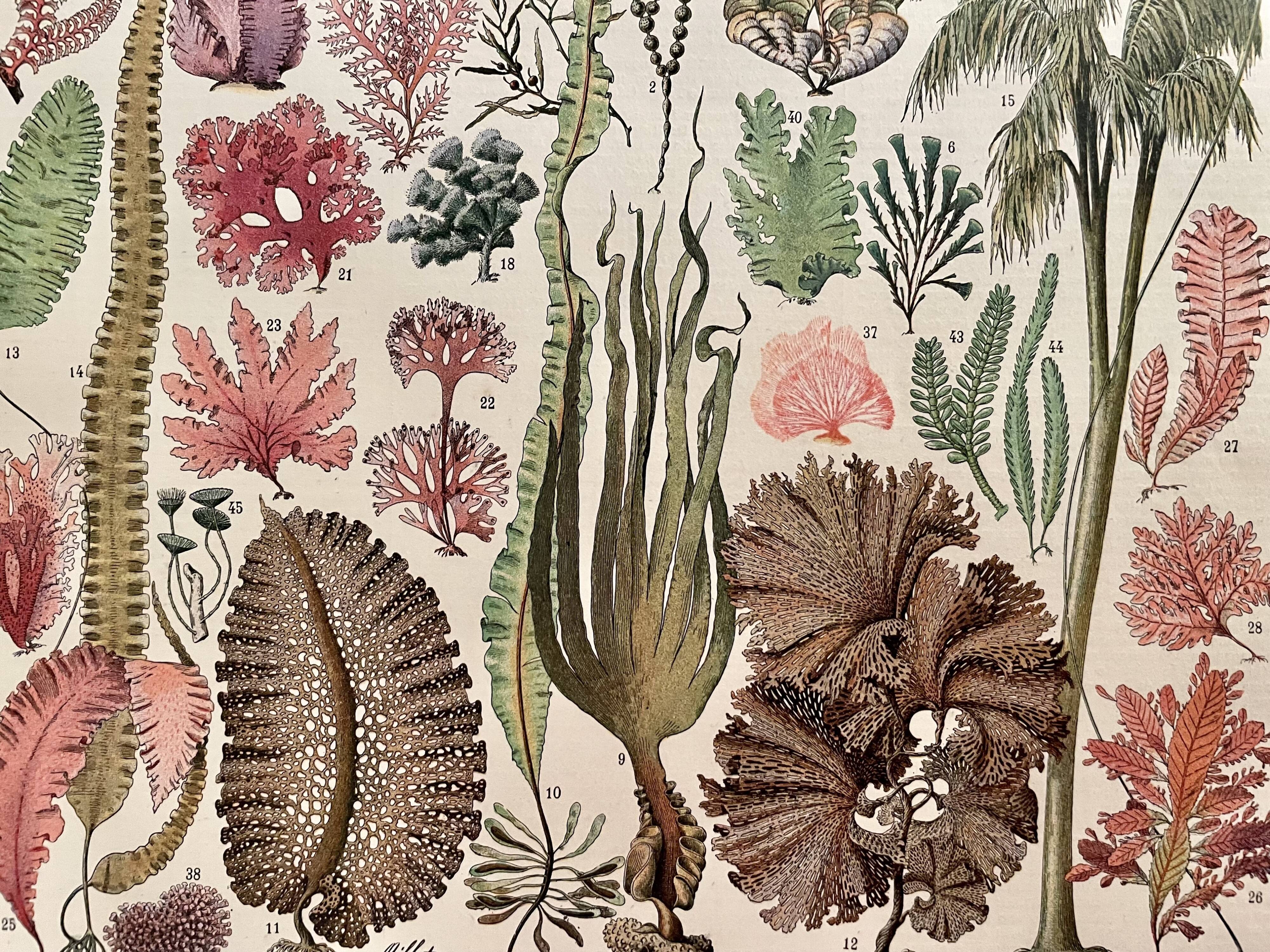 Lithograph on algae - 1900