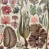 Lithograph on algae - 1900