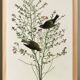 Poster of the Orange-crowned Warbler, after an old engraving