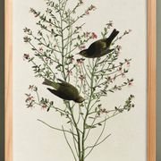 Poster of the Orange-crowned Warbler, after an old engraving